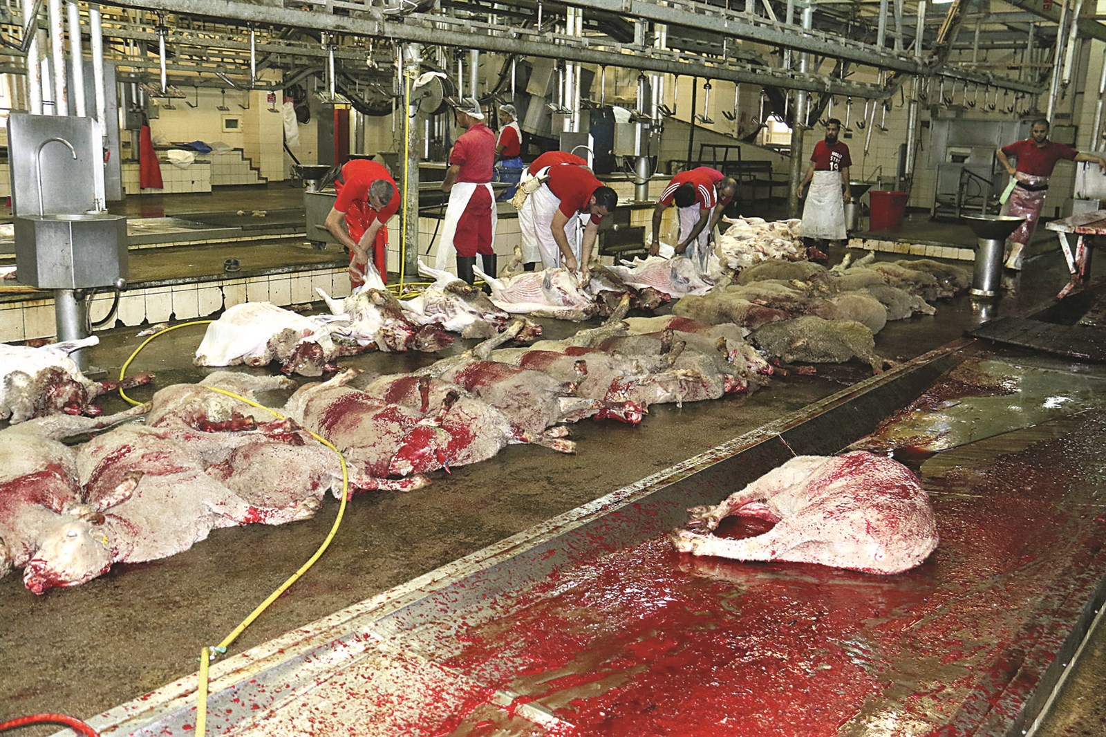 أحد المسالخ أثناء عمله أمس (تصوير بسام زيدان)