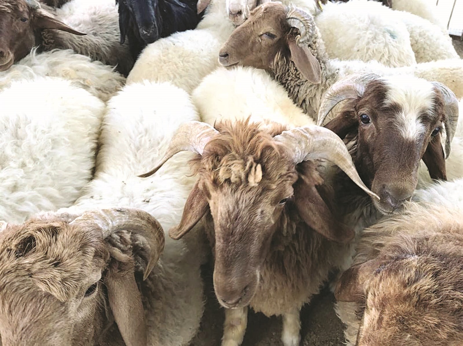 u0623u063au0646u0627u0645 u0641u064a u0627u0646u062au0638u0627u0631 u0645u0646 u064au0634u062au0631u064au0647u0627