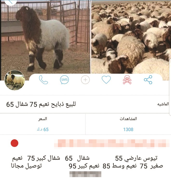 رواج كبير لبيع الأضاحي إلكترونياً