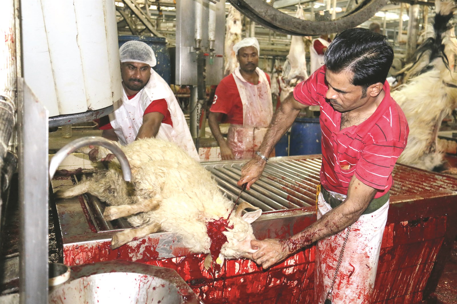 u0630u0628u062d u0627u0644u0627u0636u062du064au0629 u0648u0641u0642 u0627u0644u0642u0648u0627u0639u062f u0627u0644u0635u062du064au0629                   (u062au0635u0648u064au0631 u0628u0633u0627u0645 u0632u064au062fu0627u0646)