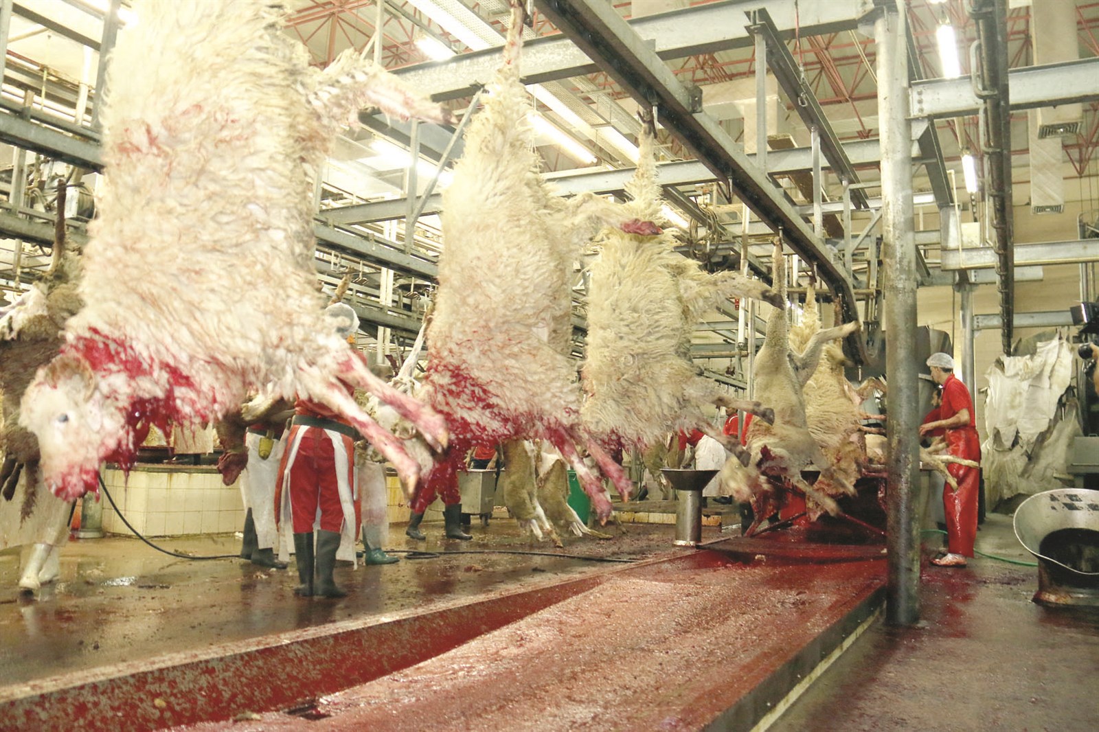 الأضاحي بعد نحرها