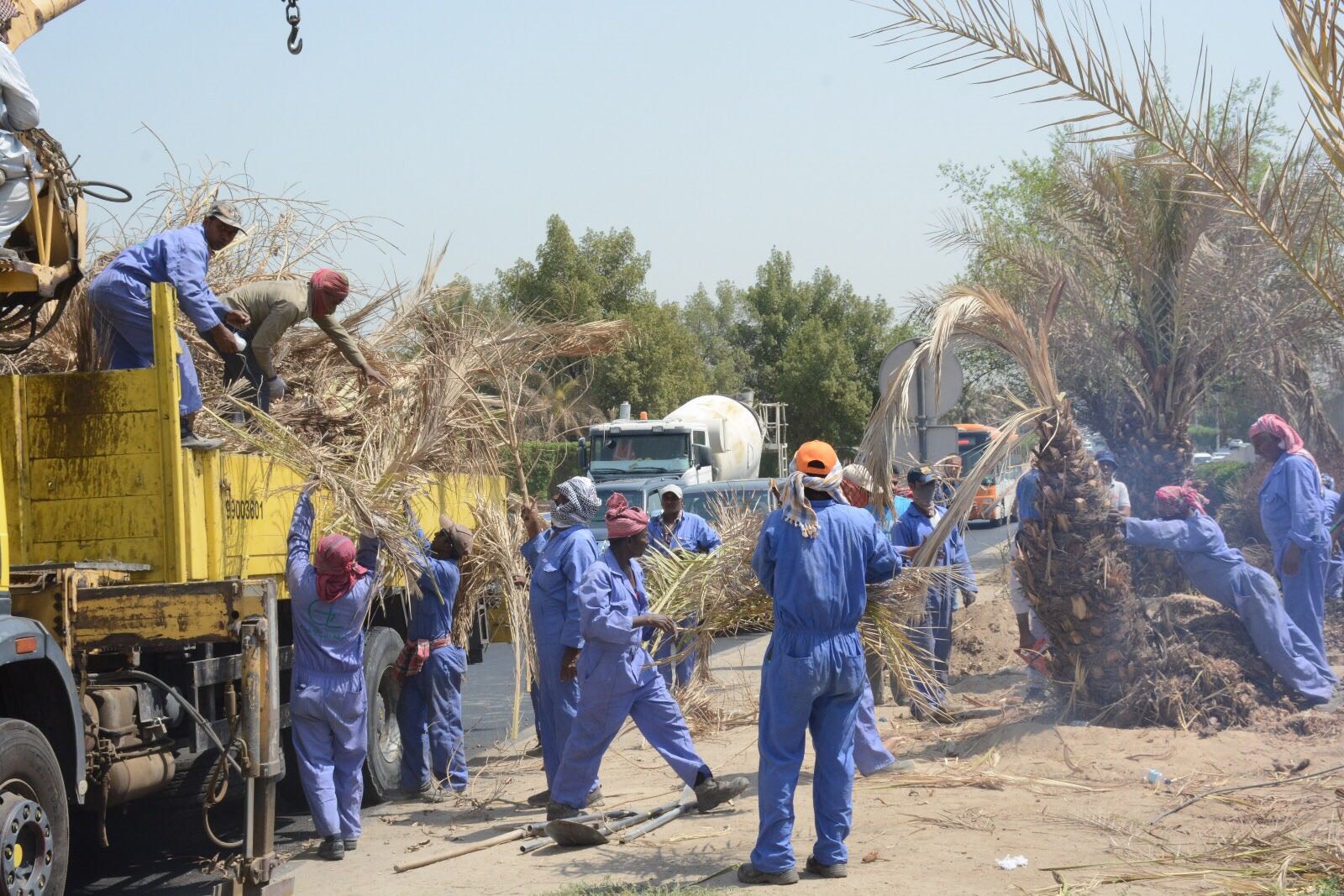 اقتلاع ونقل النخيل الميت