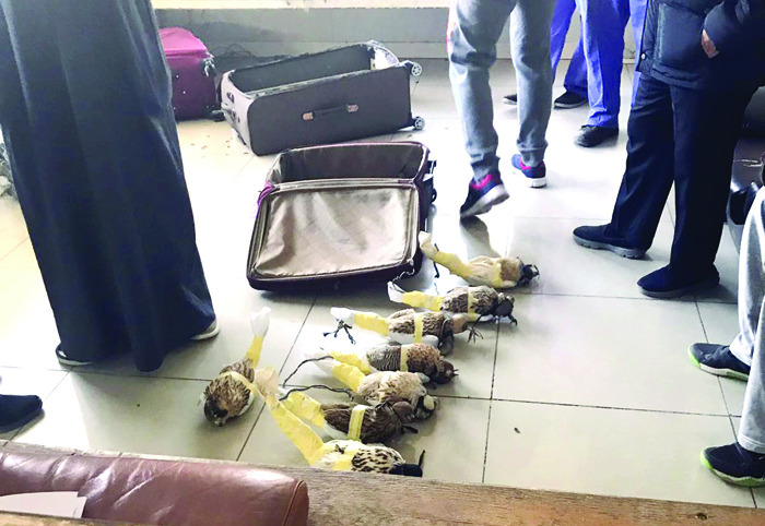 u0627u0644u0637u064au0648u0631 u0627u0644u0645u0636u0628u0648u0637u0629  