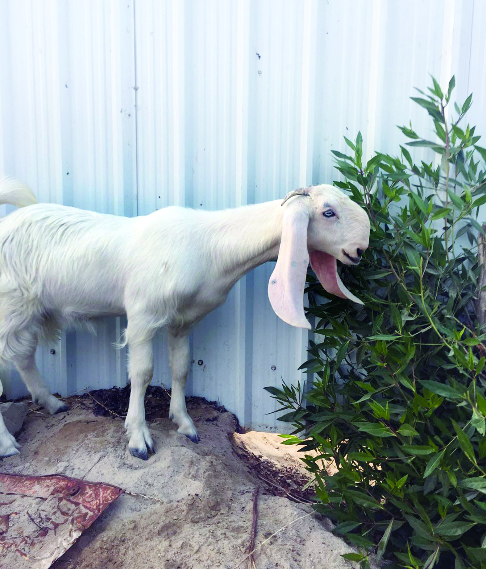 مواصفات خاصة لملكة جمال المعز