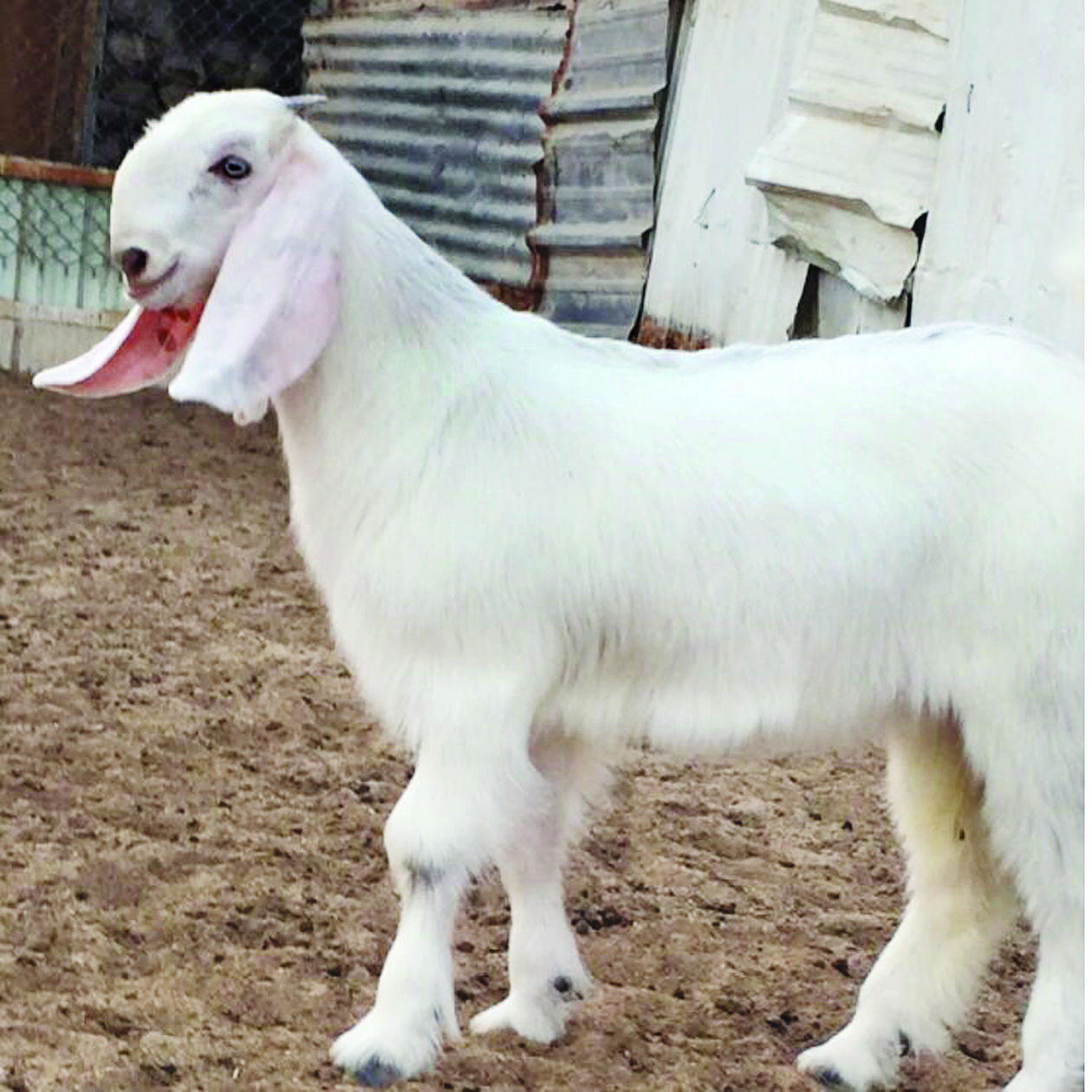 حمل صغير يهيأ لمسابقات المزايين