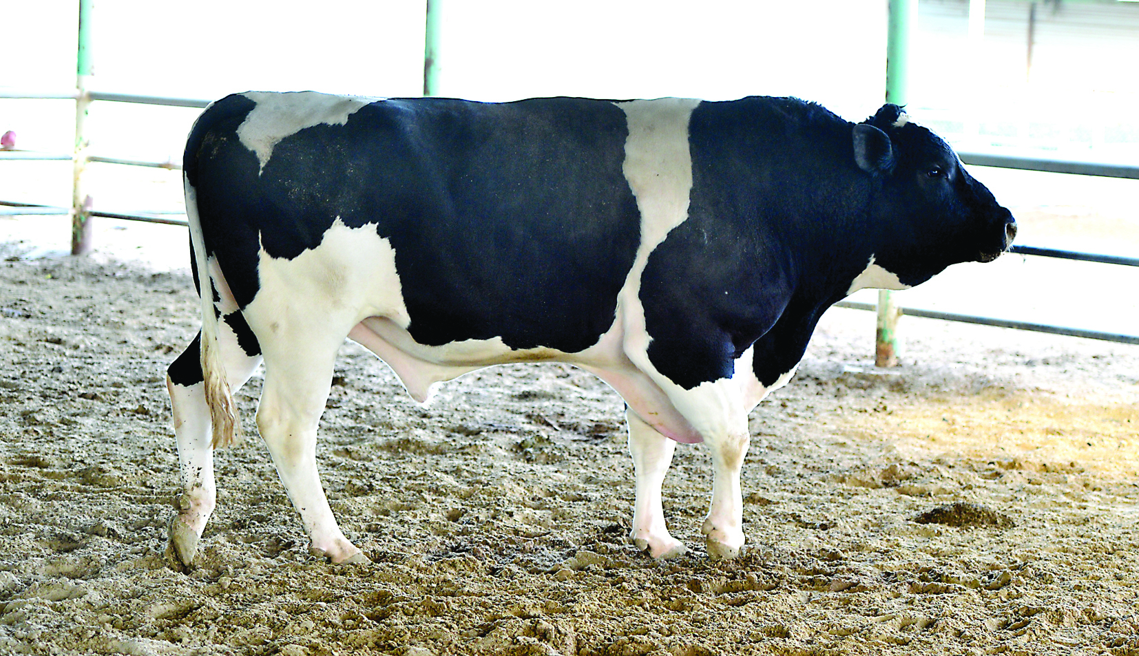 u0623u0643u0628u0631 u062bu0648u0631 u0641u064a u0627u0644u0643u0648u064au062a u0648u064au0628u0644u063a u0648u0632u0646u0647 u0637u0646u0627u064bttt (u062au0635u0648u064au0631 u0646u0627u064au0641 u0627u0644u0639u0642u0644u0629)