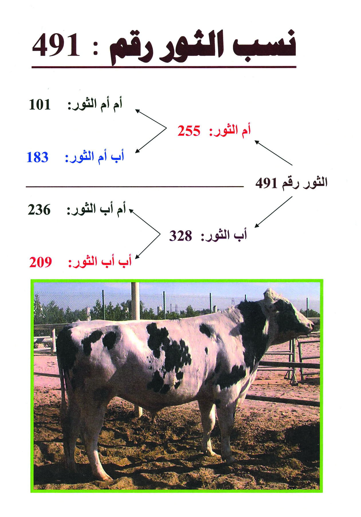 نسب ثور يؤكد أصالة البقر في الكويت