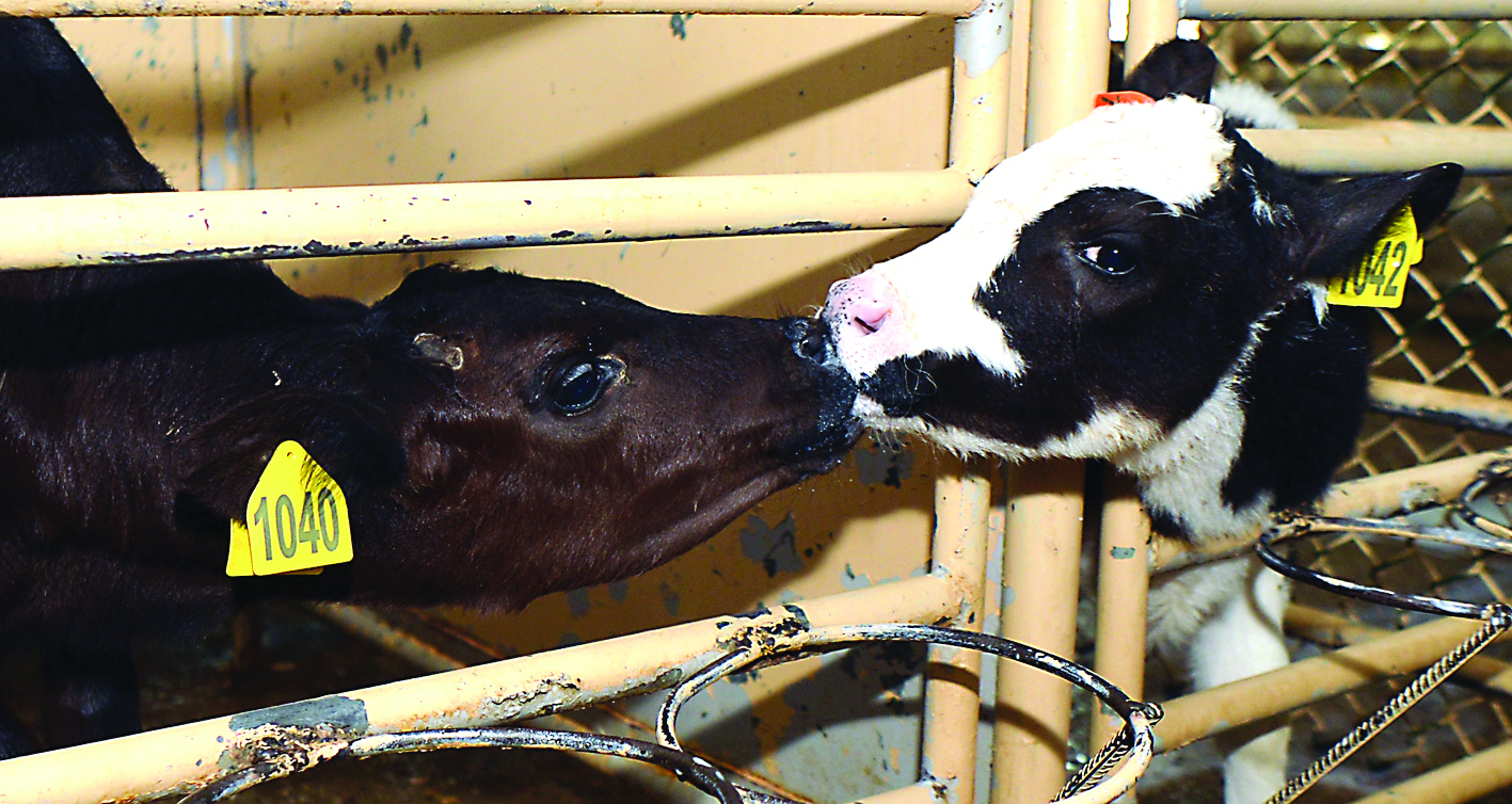 ملاطفة بين ثور وبقرة