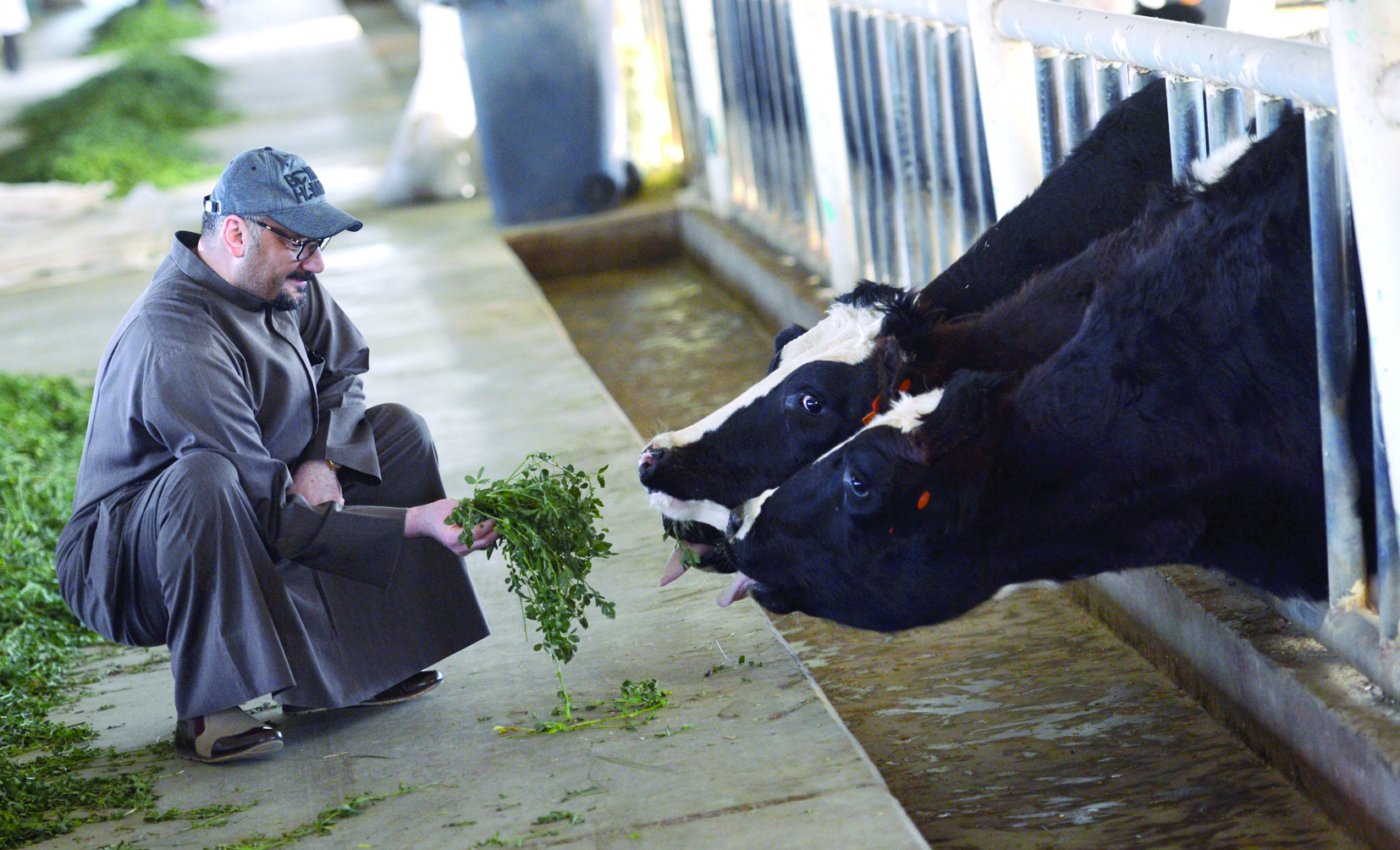الزميل ناصر الفرحان يطعم بقرتين