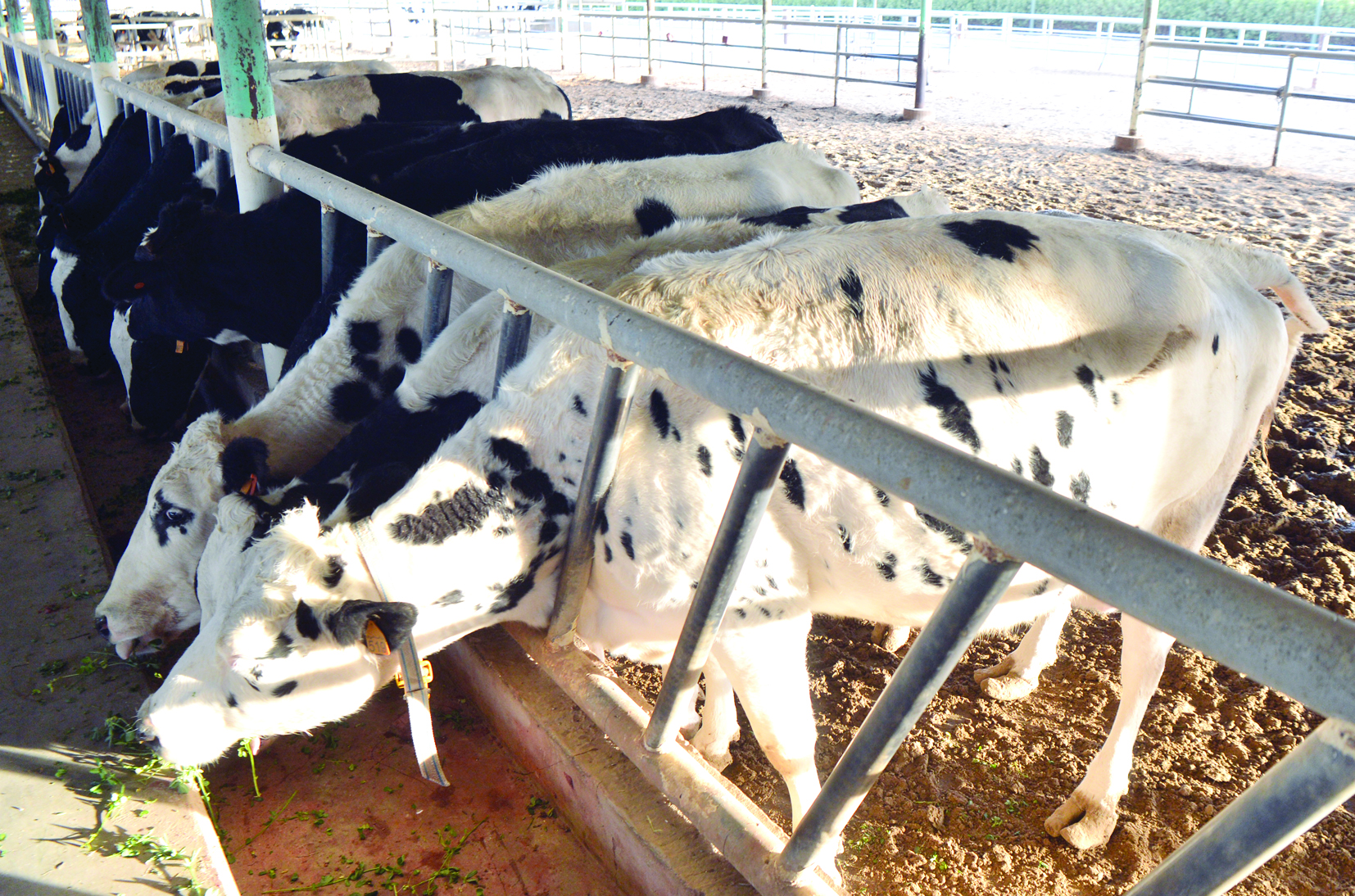 البقرة الأولى في إنتاج الحليب بمعدل 33 ليتراً في اليوم