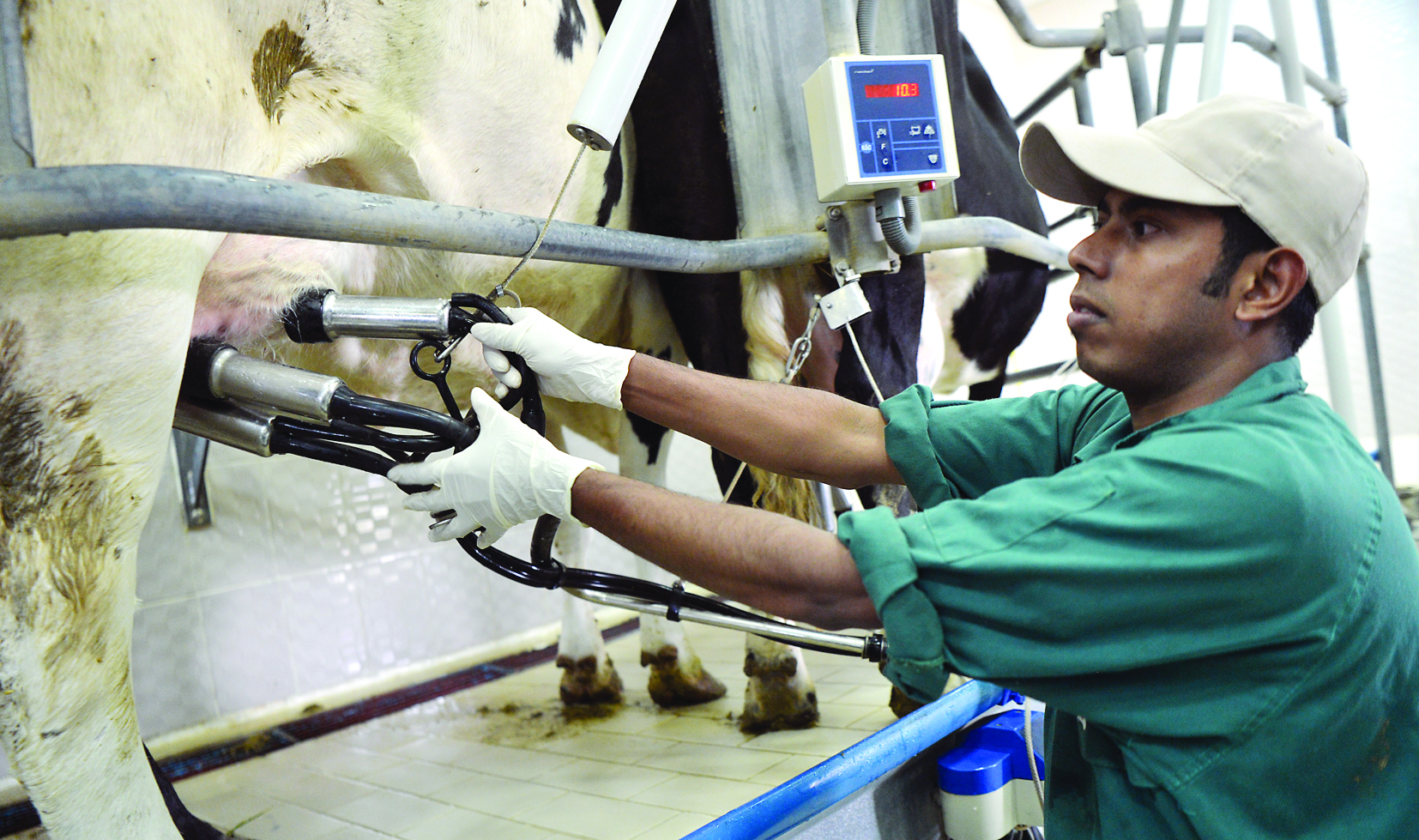 عامل يركب آلة الحلب على ثدي البقرة