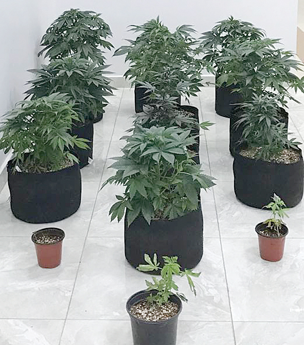 u0634u062au0644u0627u062a u0627u0644u0645u0627u0631u064au062cu0648u0627u0646u0627 u0627u0644u0645u0636u0628u0648u0637u0629