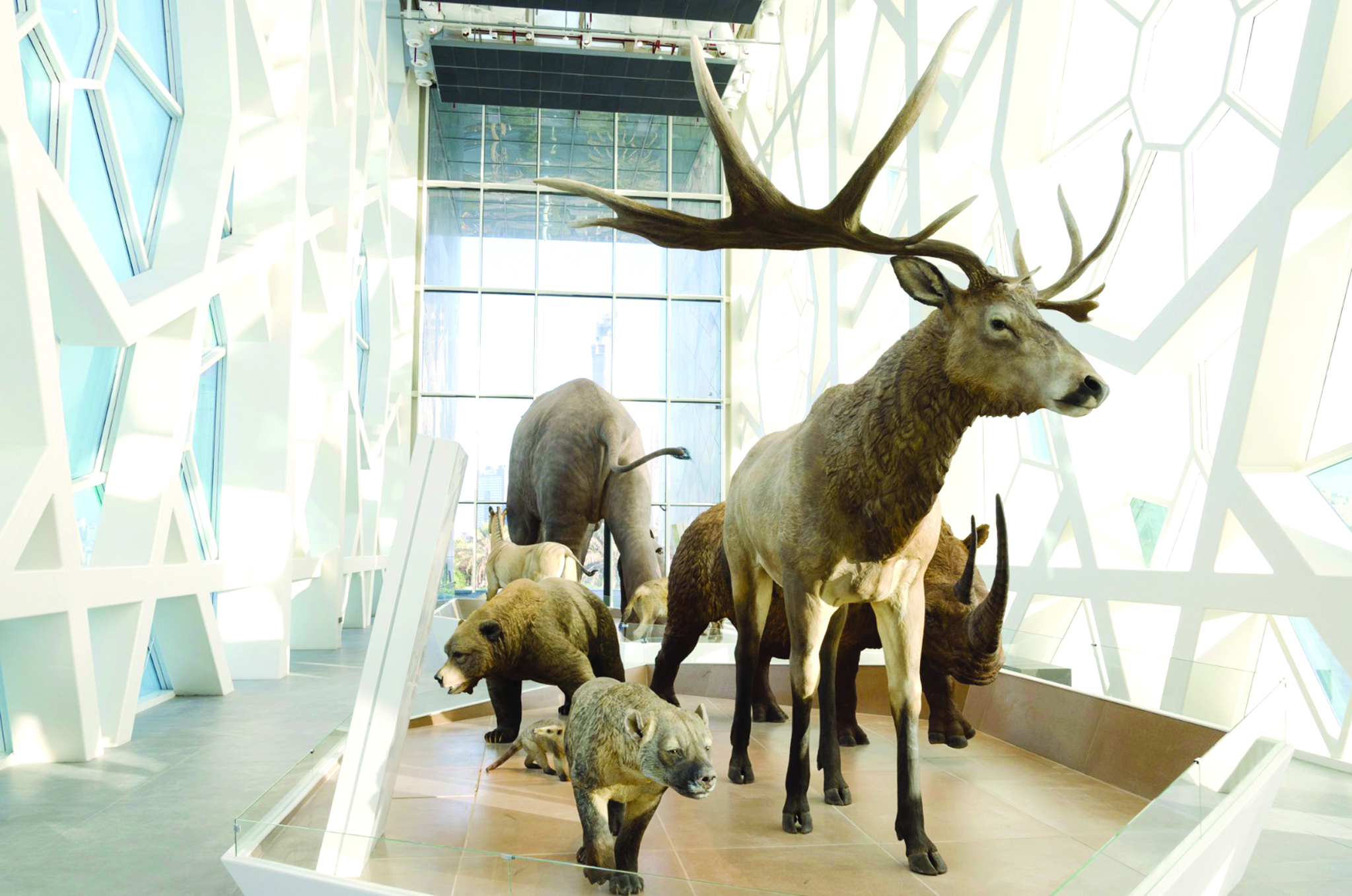 أنواع من الغزلان