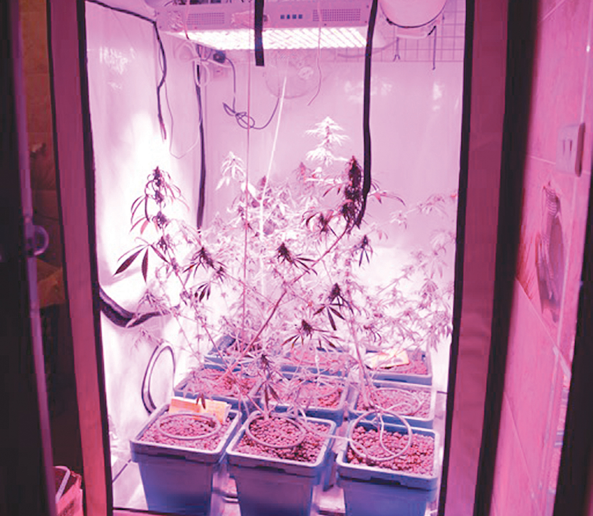 u0634u062au0644u0627u062a u0627u0644u0645u0627u0631u064au062cu0648u0627u0646u0627