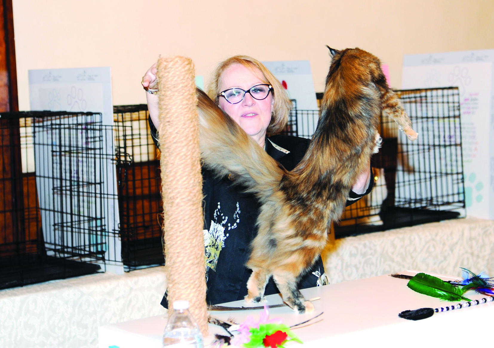 عرض لمهارة قطة مشاركة 