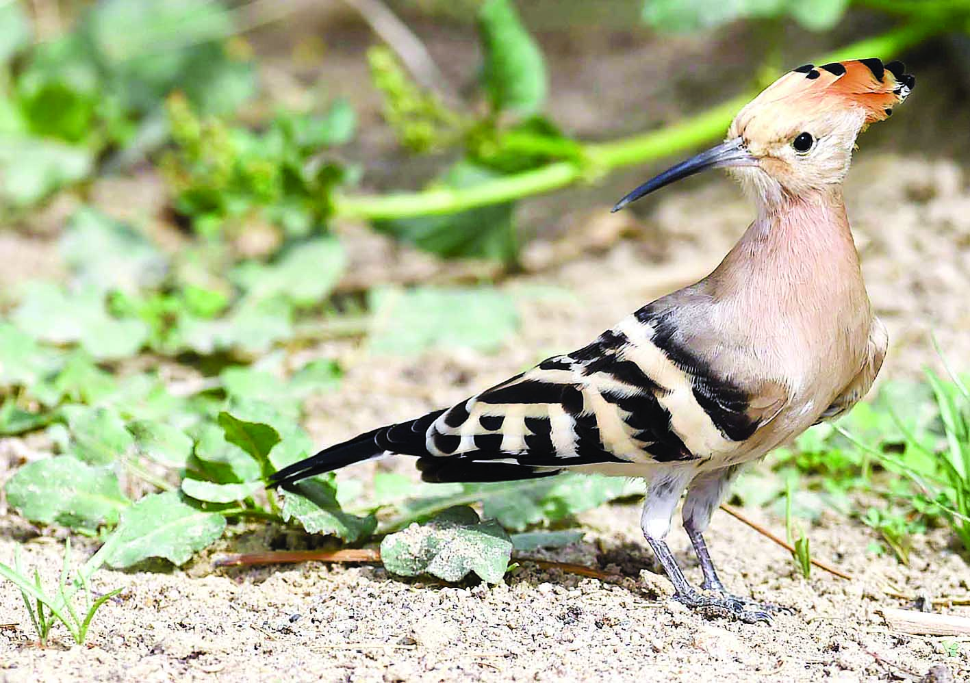 u0637u0627u0626u0631 u0641u064a u0627u0644u0645u062du0645u064au0629 u0628u0623u0644u0648u0627u0646 u0632u0627u0647u064au0629    t   (u062au0635u0648u064au0631 u0628u0633u0627u0645 u0632u064au062fu0627u0646)