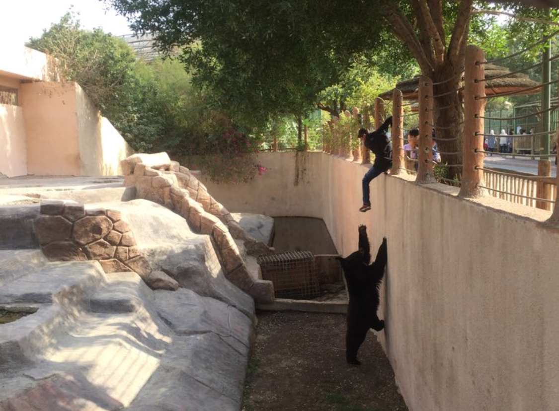 u0627u0644u0645u0633u062au0647u062au0631 u0644u062fu0649 u0645u062du0627u0648u0644u062au0647 u0627u0644u0642u0641u0632 u062fu0627u062eu0644 u0642u0641u0635 u0627u0644u062fu0628