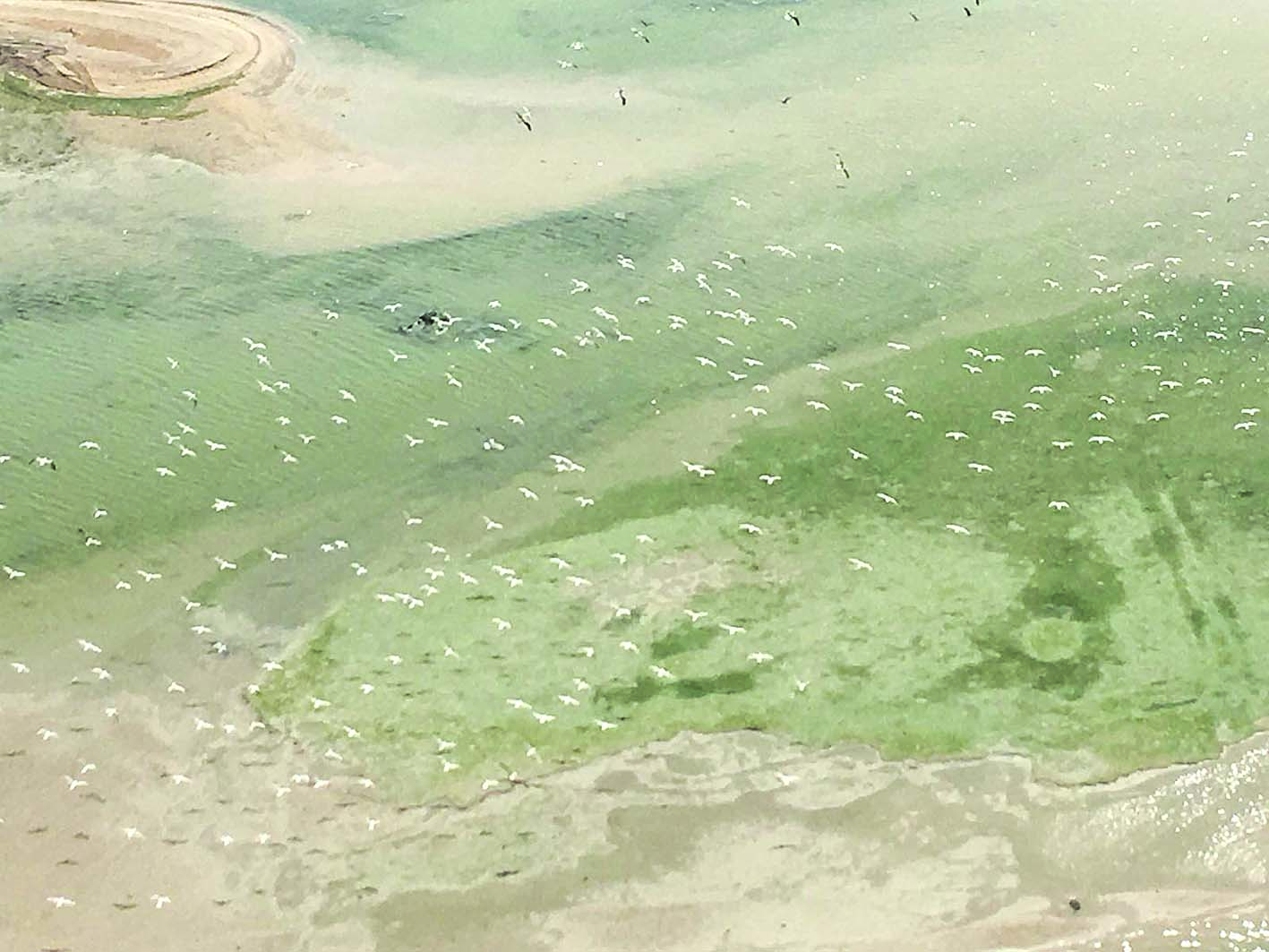 u0637u064au0648u0631 u0627u0644u0646u0648u0631u0633 u0641u064a u0633u0645u0627u0621 u00abu0623u0645 u0627u0644u0646u0645u0644u00bb