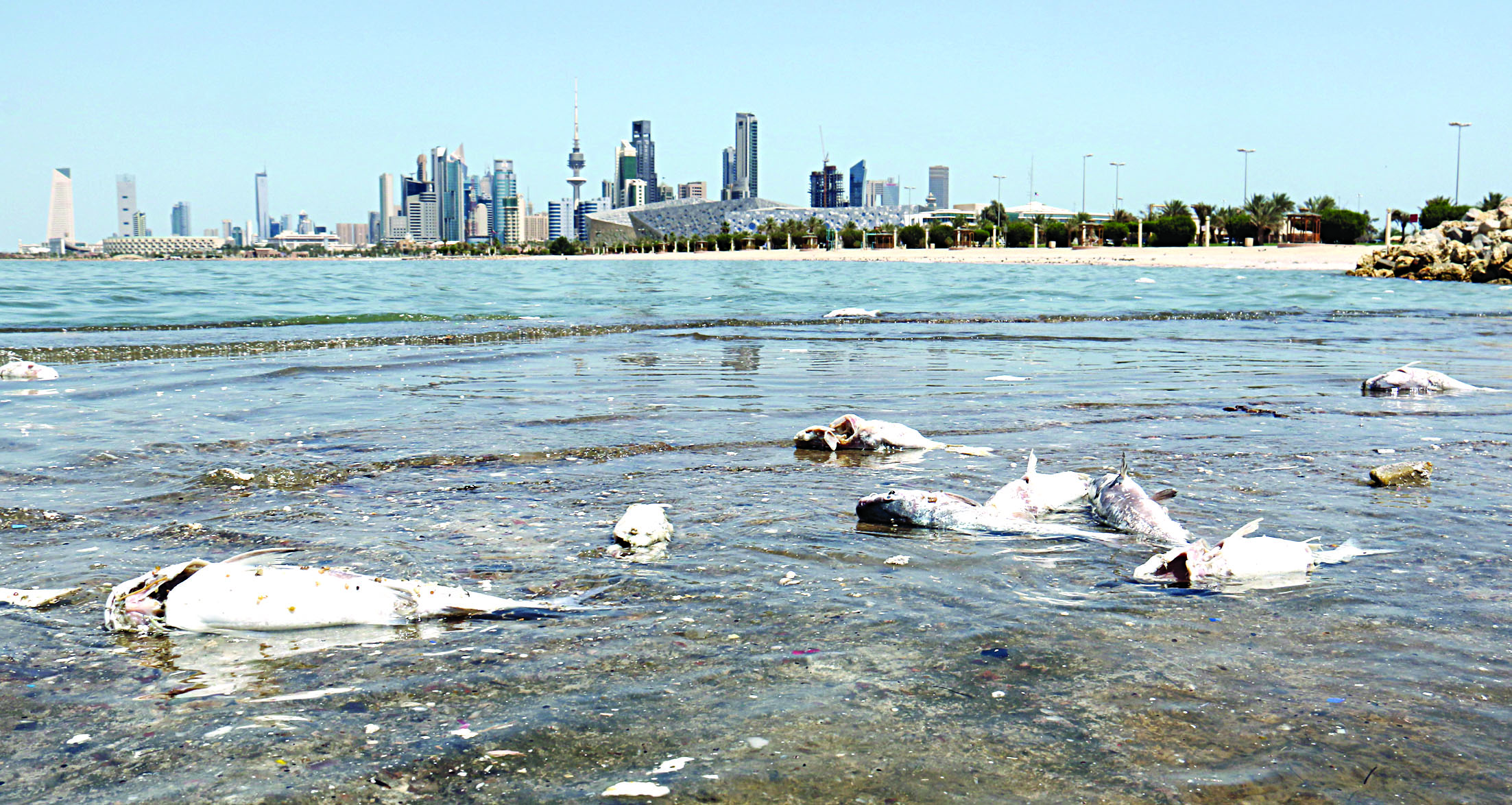 u0647u0644 u062au0633u062au062fu0631u0643 u0627u0644u062cu0647u0627u062a u0627u0644u0645u0639u0646u064au0629 u0646u0641u0648u0642 u0627u0644u0623u0633u0645u0627u0643 u0623u0645 u0633u064au0633u062au0645u0631 u0648u064au062au0635u0627u0639u062fu061f  t  (u062au0635u0648u064au0631 u0628u0633u0627u0645 u0632u064au062fu0627u0646)