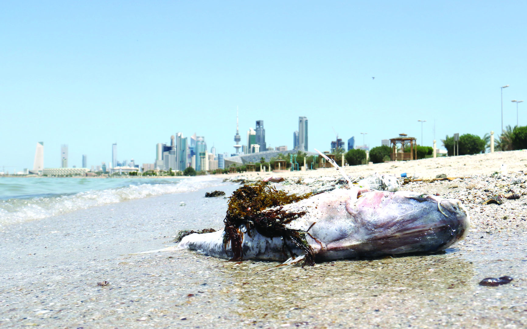 سمكة نافقة تغطيها نفايات بحرية