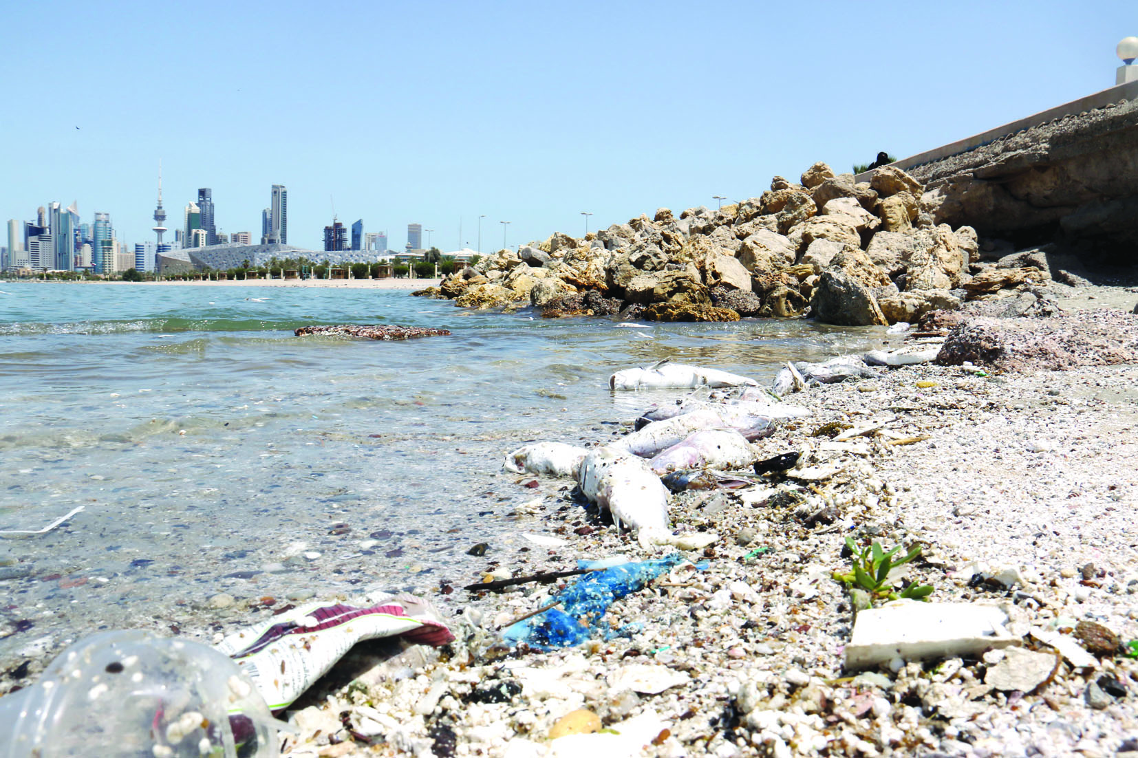 الأسماك النافقة على طول الشاطئ