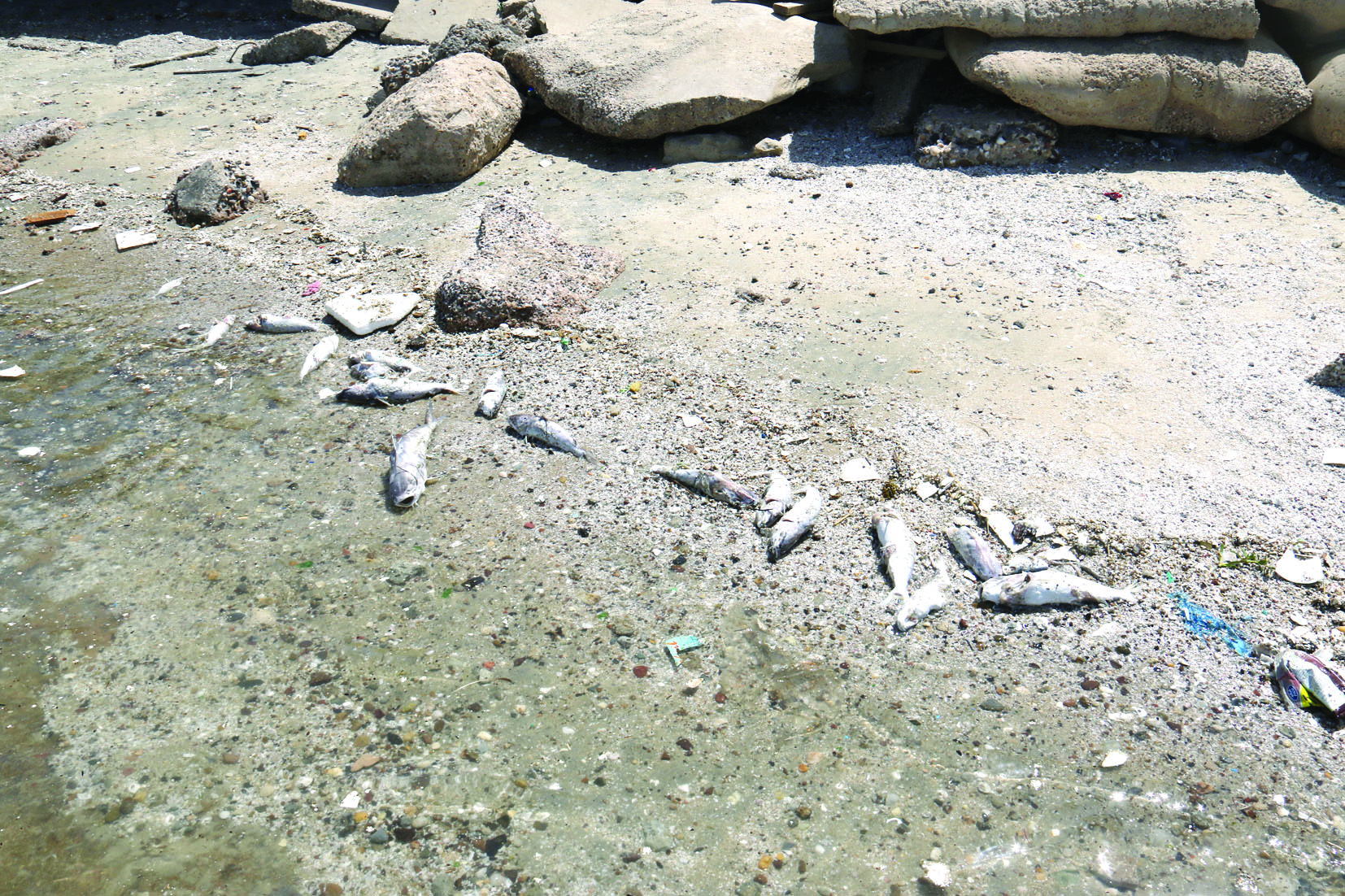 الجون يلفظ سمك الجم على الشاطئ 