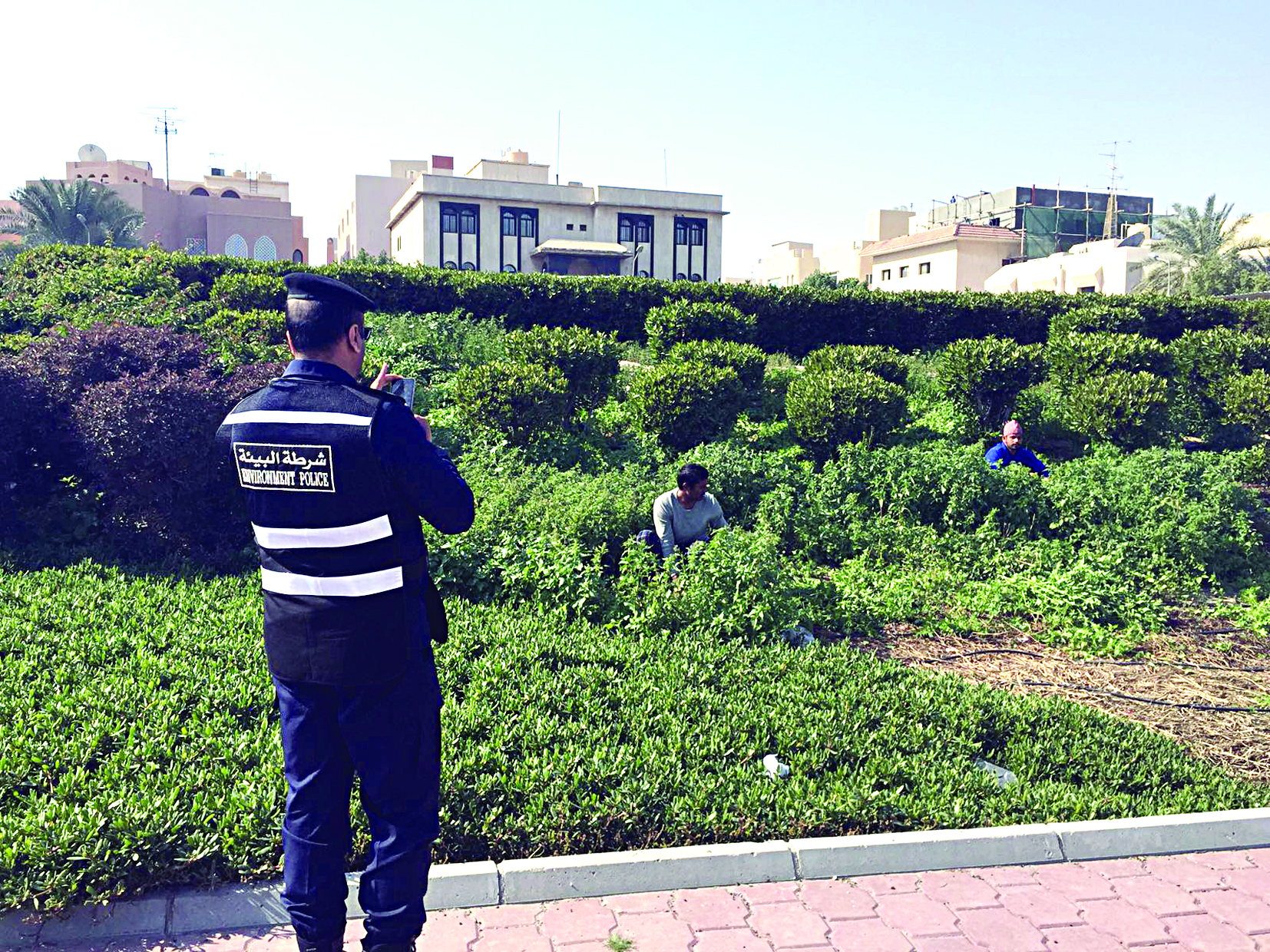 رجل شرطة يخالف أشخاصاً يقومون بقص شجر الزراعة التجميلية