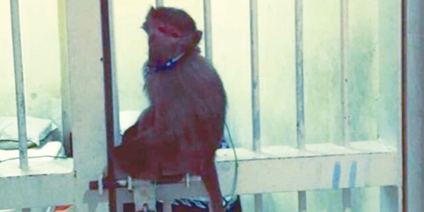 u0627u0644u0642u0631u062f u0628u0639u062f u0636u0628u0637u0647