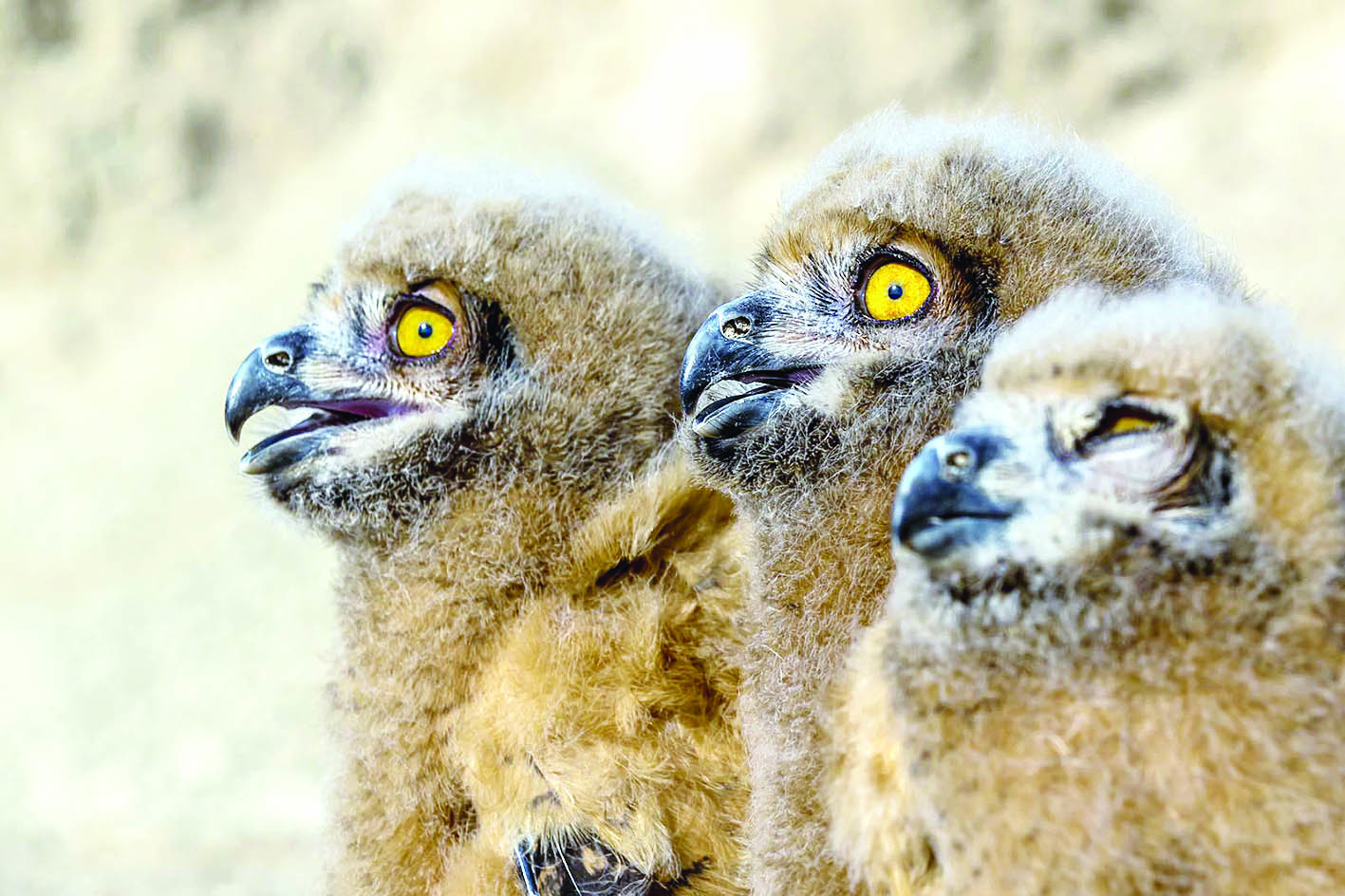 u0641u0631u0648u062e u0627u0644u0628u0648u0645u0629 u0627u0644u0646u0633u0627u0631u064au0629