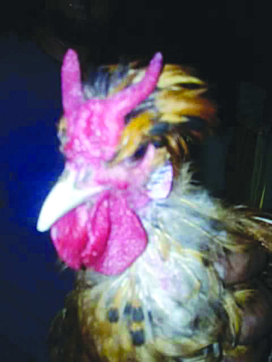 u062fu064au0643 u0628u0642u0631u0648u0646