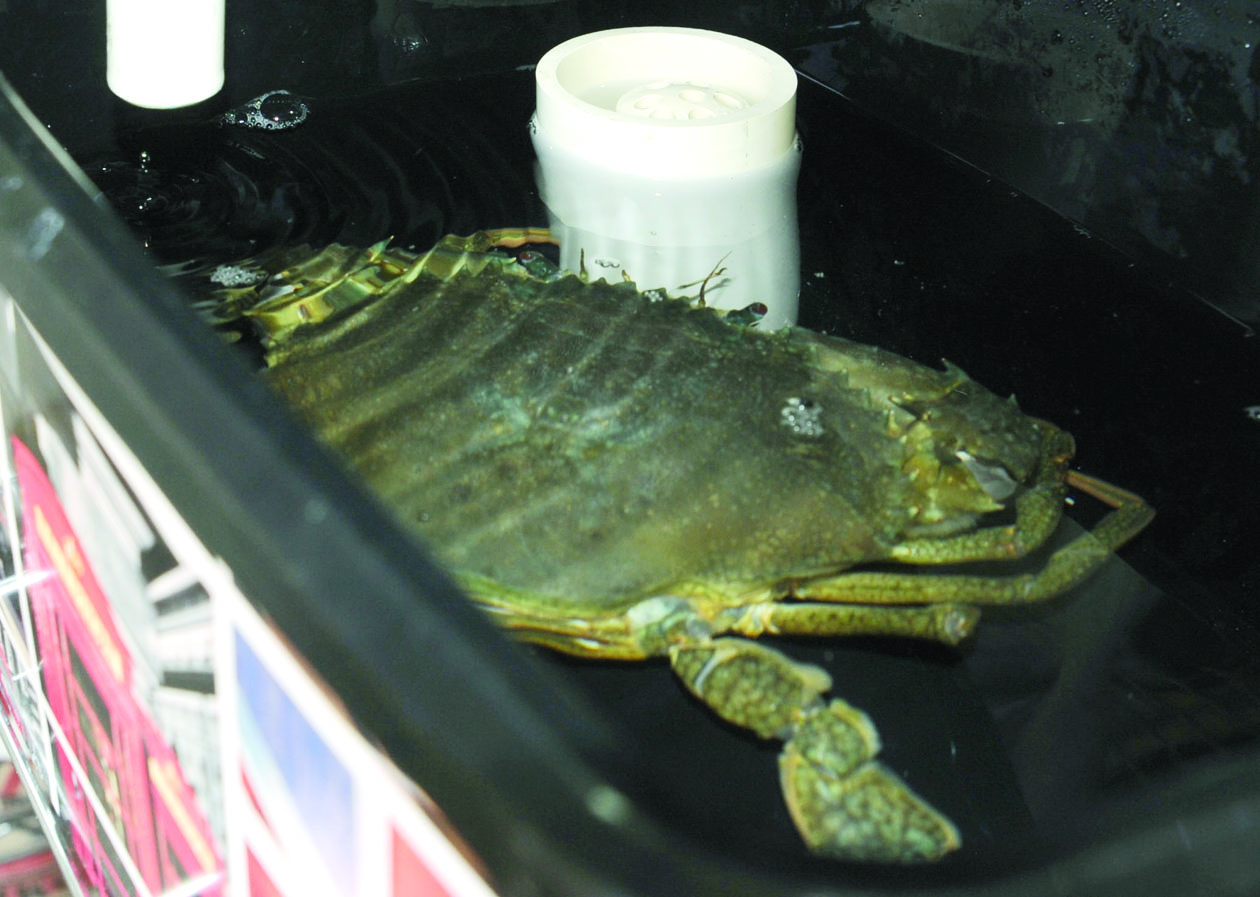 أحد أنواع الأسماك المستزرعة