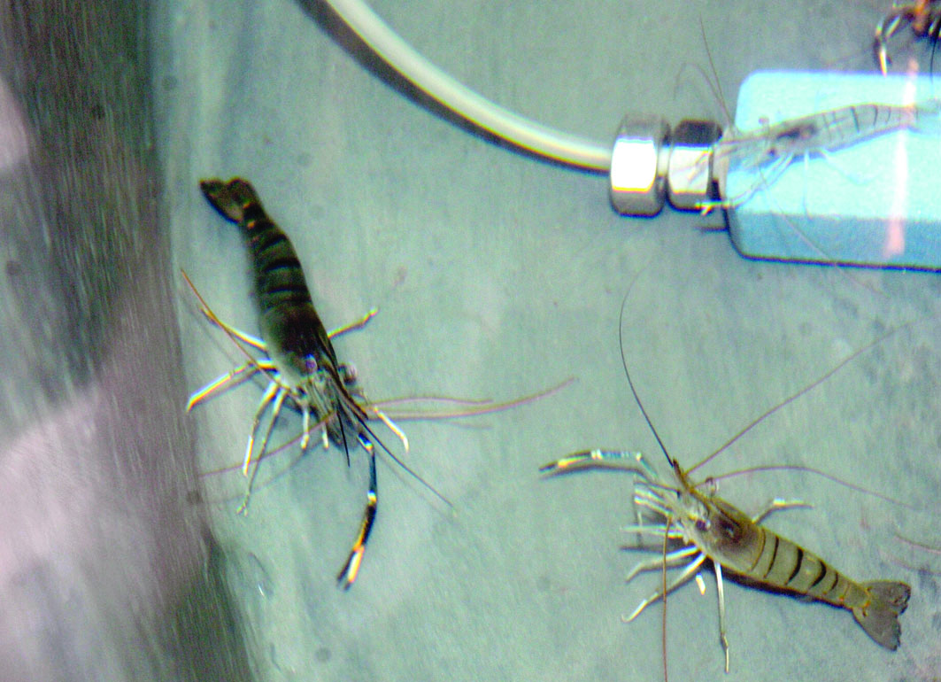 أحد أنواع القريدس المستزرع