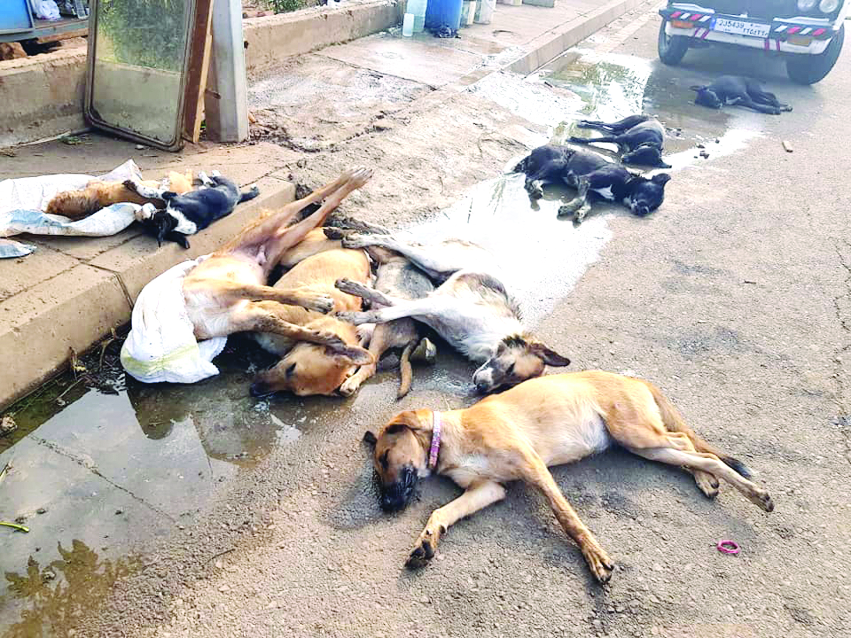 u0628u0639u0636 u0627u0644u0643u0644u0627u0628 u0627u0644u0645u0633u0645u0648u0645u0629