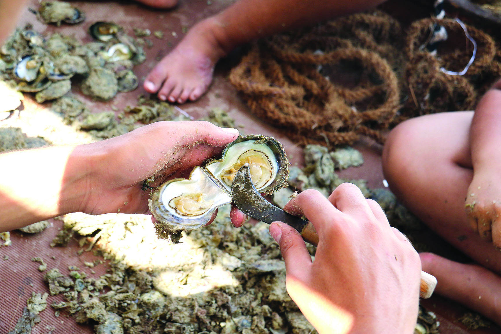 عملية فلق المحار