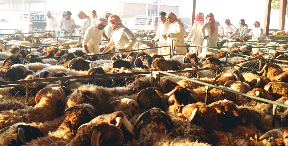 u0643u0645u064au0627u062a u0643u0628u064au0631u0629 u0645u0646 u0627u0644u0623u0636u0627u062du064a u0641u064a u0627u0644u0633u0648u0642tt  ( u062au0635u0648u064au0631 u0633u0639u062f u0647u0646u062fu0627u0648u064a ) 