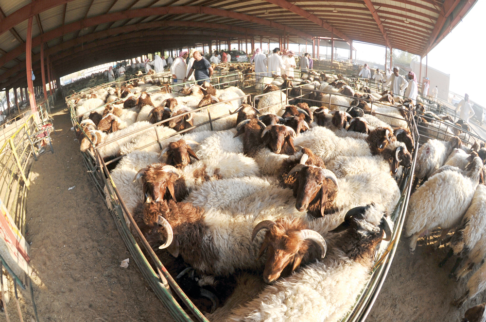 المحاصير تمتلىء بالاضاحي  