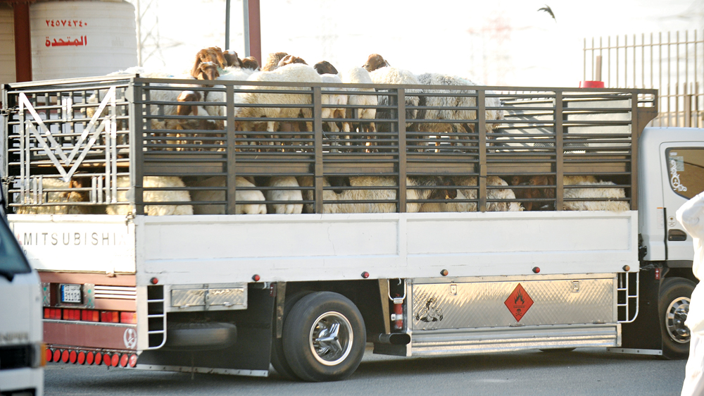 سيارات تضخ أضاحي في السوق