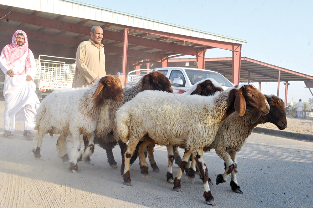 عرض الاضاحي للبيع 
