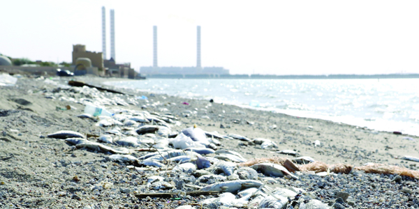 u0627u0644u0623u0633u0645u0627u0643 u0627u0644u0646u0627u0641u0642u0629 u0639u0644u0649 u0627u0644u0634u0627u0637u0626t (u062au0635u0648u064au0631 u0623u0633u0639u062f u0639u0628u062fu0627u0644u0644u0647)