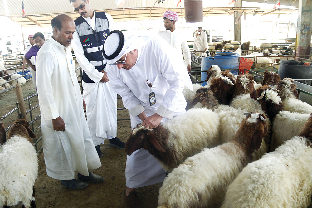 أحد المفتشين يتفحص سلامة أضحية    	(تصوير أسعد عبدالله)