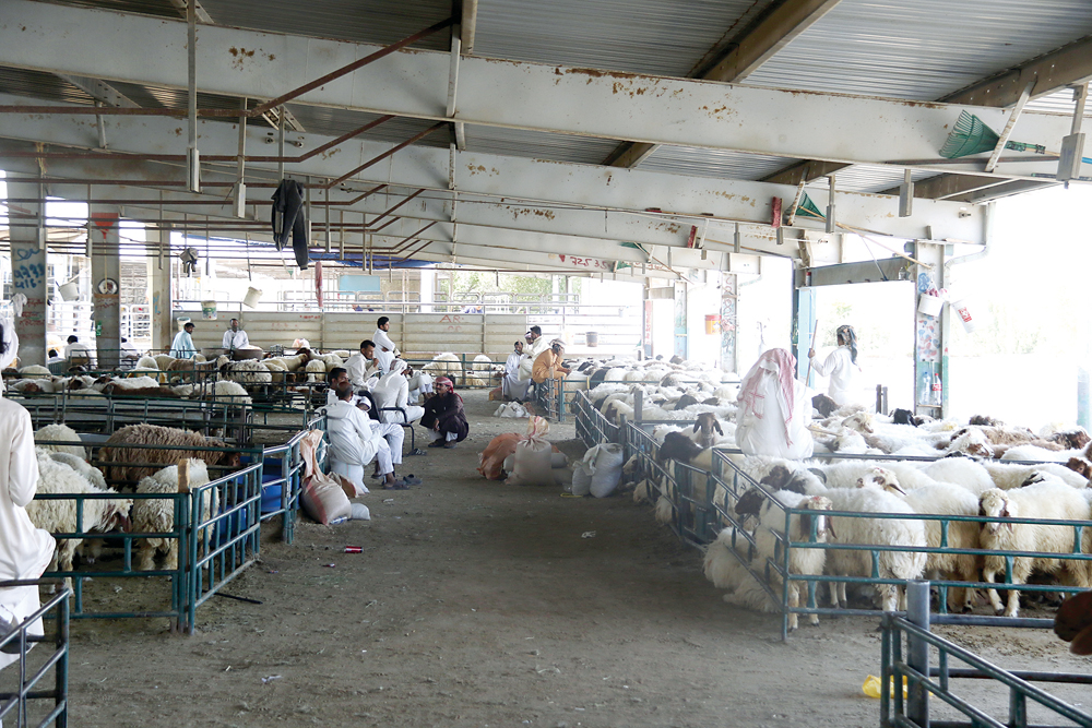 السوق يمتلئ بالأضاحي