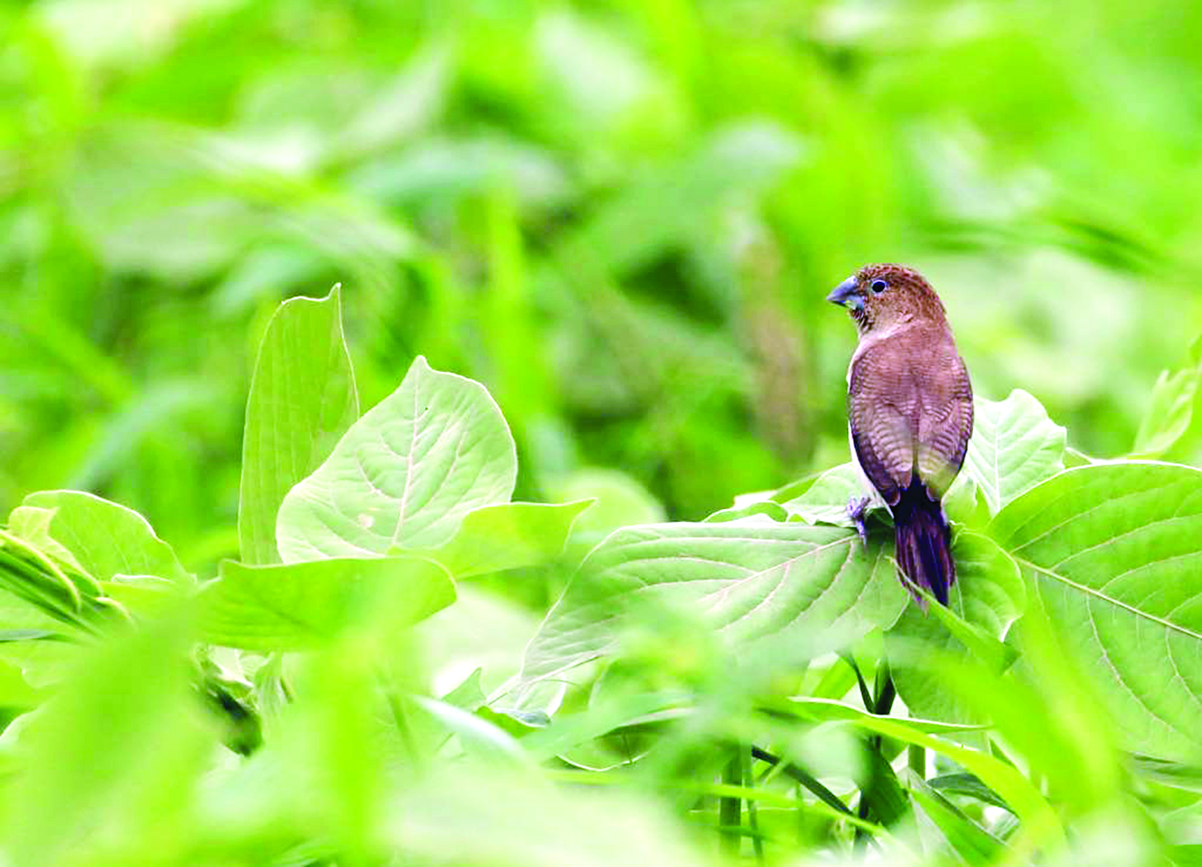 u0631u0635u062f u0644u0637u064au0648u0631 u0635u0644u0627u0644u0629