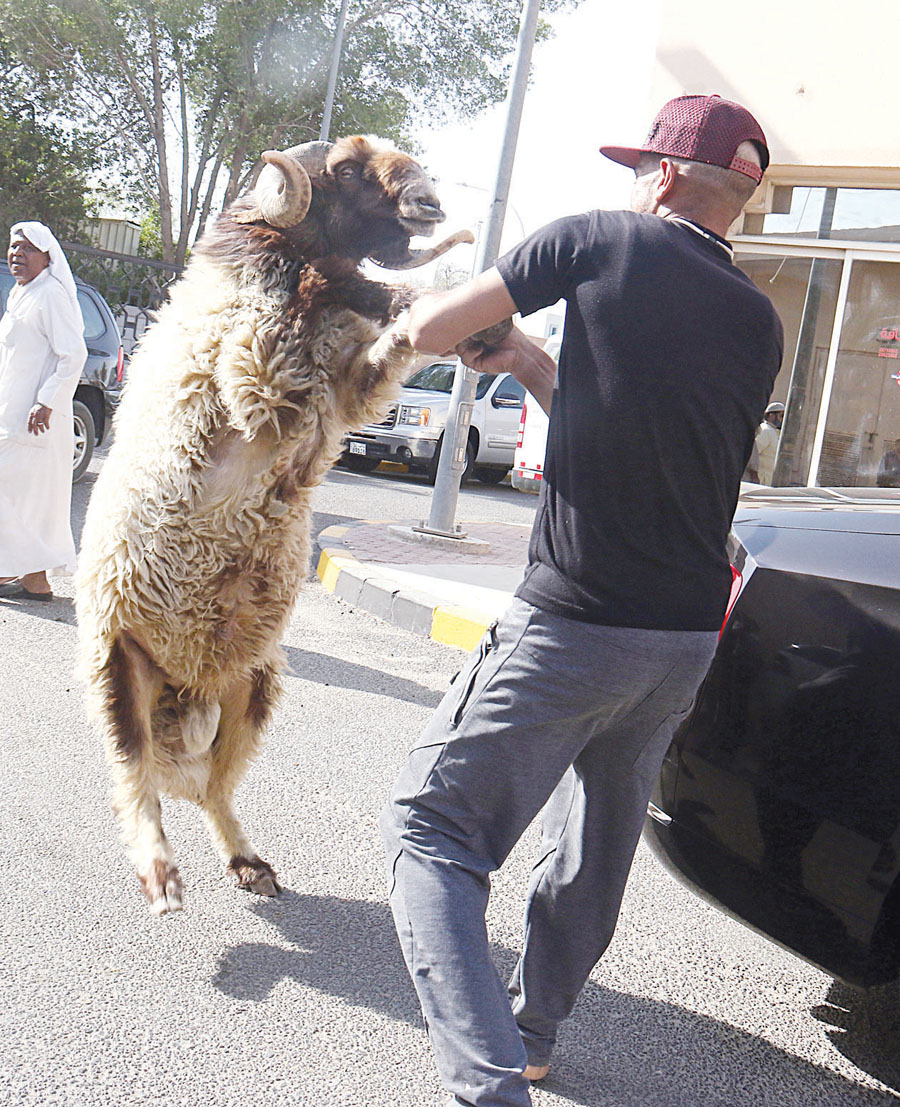 «تانغو» أخير مع كبش العيد قبل التضحية به 	 (تصوير بسام زيدان)