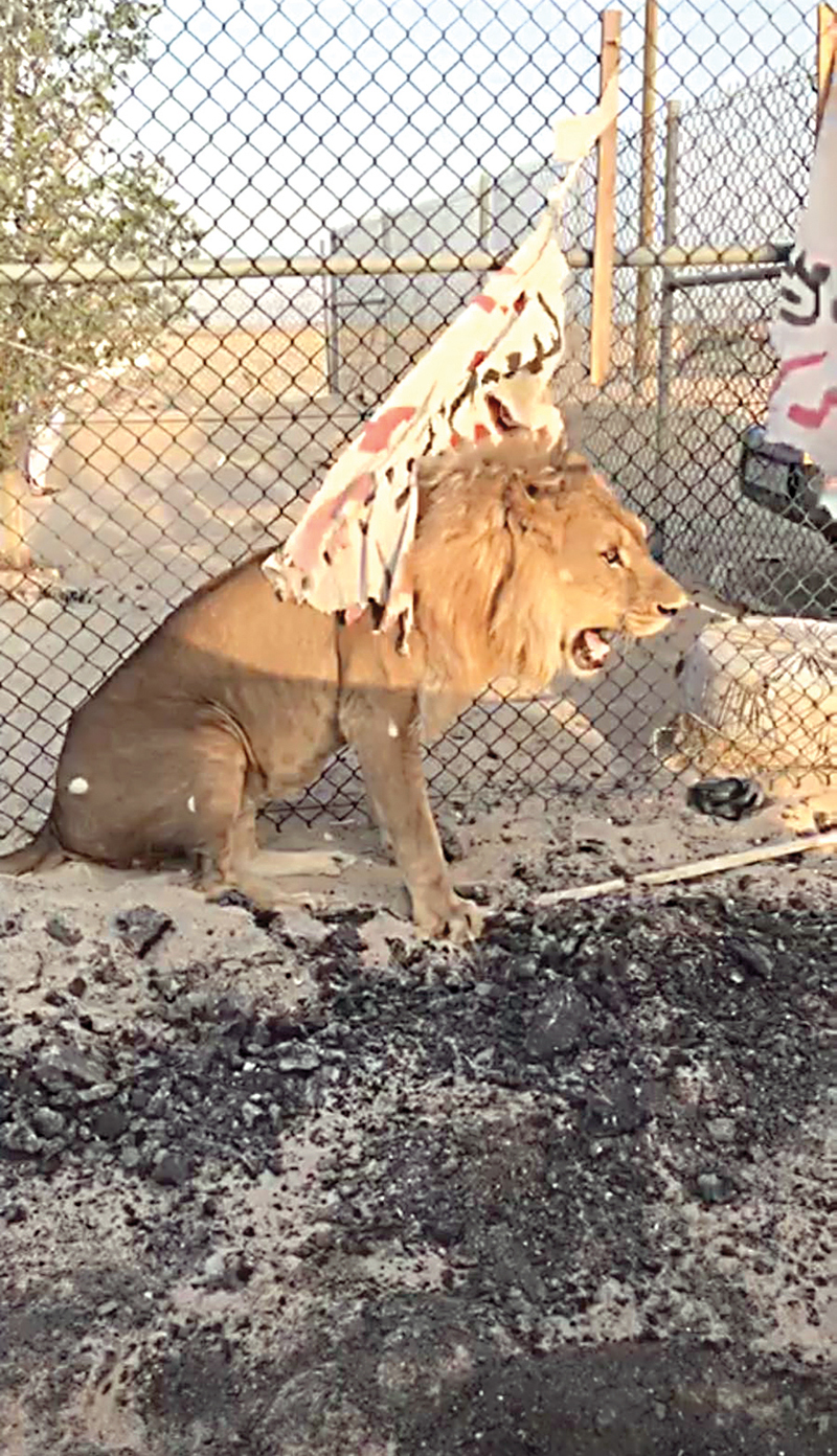 u0627u0644u0623u0633u062f u0642u0628u0644 u0627u0644u0633u064au0637u0631u0629 u0639u0644u064au0647 