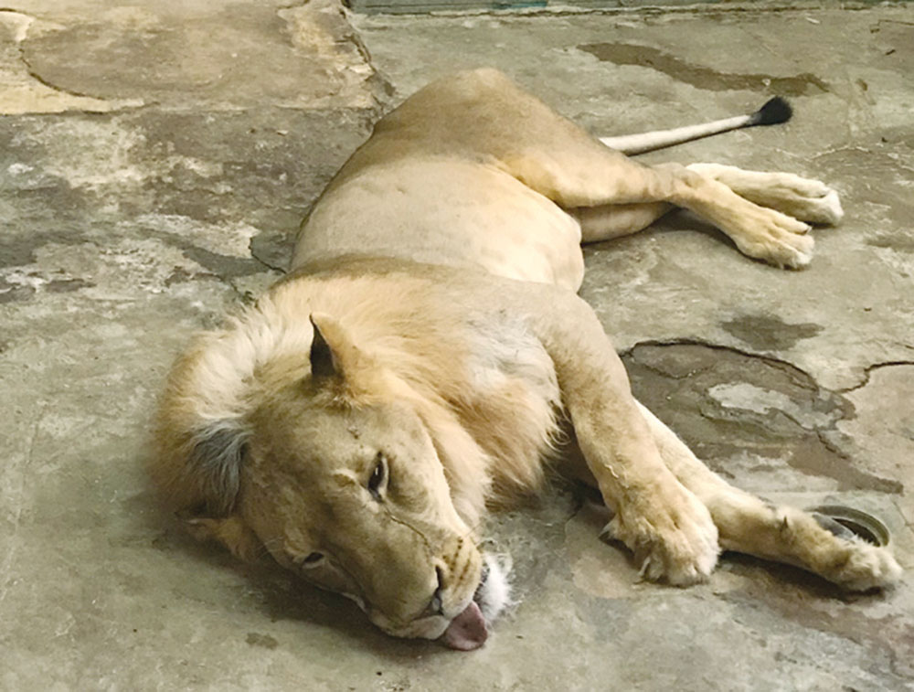 ... وبعد تخديره