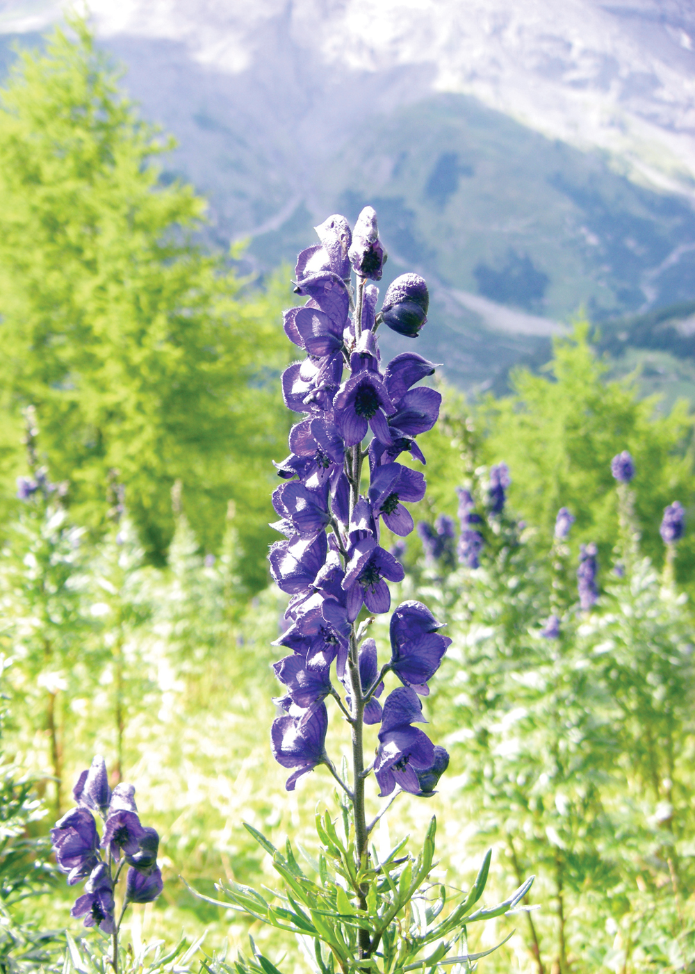 البيش... «خوذة الشيطان»
