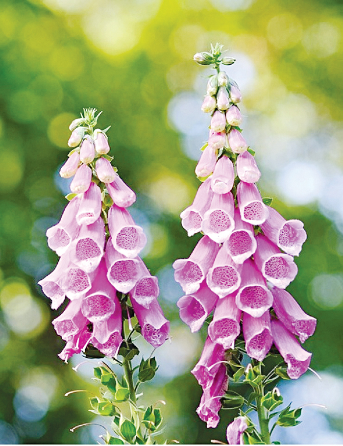  الديجيتال... «قفاز الثعلب»