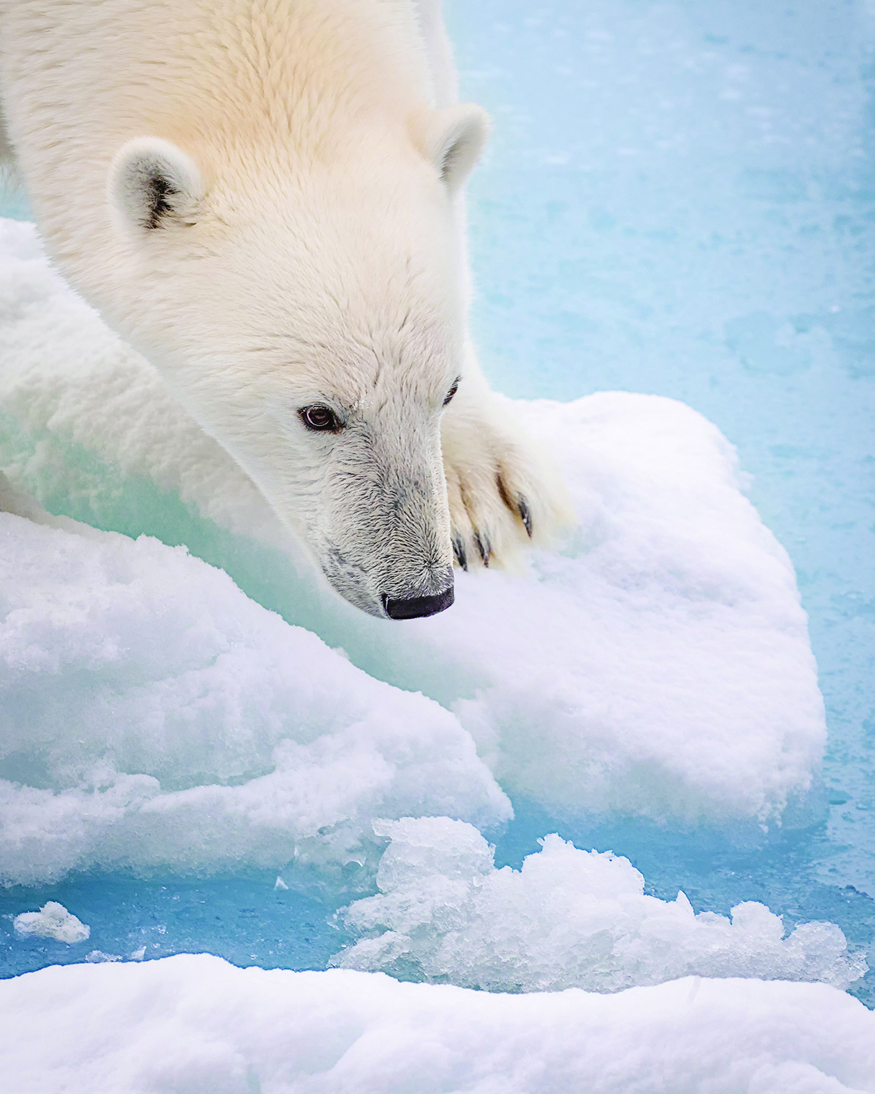 الدب بعدسة فهد العنزي