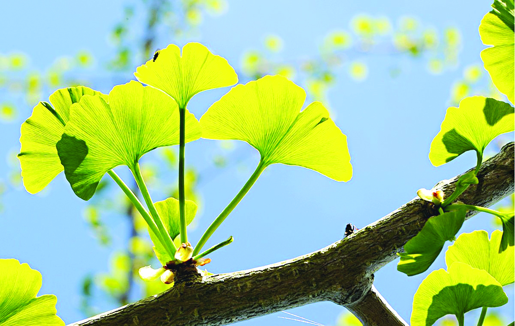 u0623u0648u0631u0627u0642 u0634u062cu0631u0629 u062cu064au0646u0643u0648