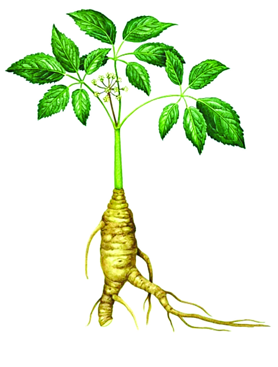 نبتة جينسينغ مع جذرها